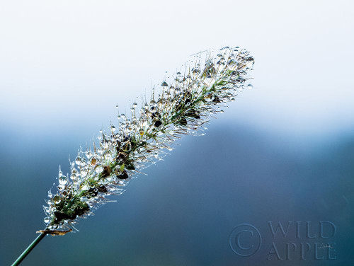 Seeds and Water III Poster Print by Aledanda Aledanda - Item # VARPDX55249
