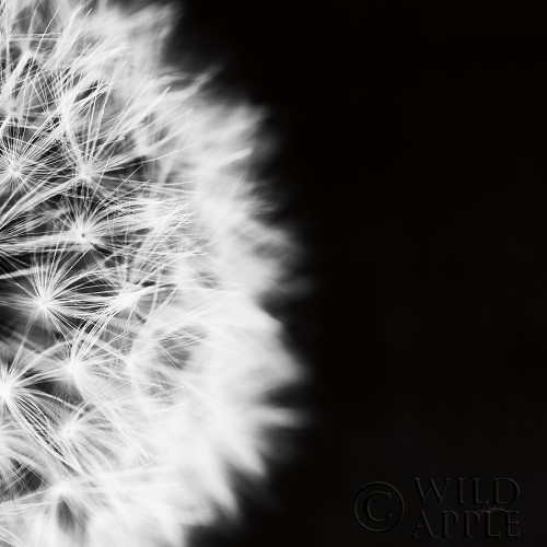 Dandelion on Black II Poster Print by Aledanda Aledanda - Item # VARPDX55251
