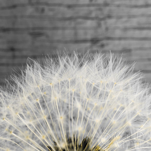 Delicate Dandelion Poster Print by Aledanda Aledanda - Item # VARPDX55305 Delicate Dandelion Poster Print by Aledanda Aledanda - Item # VARPDX55305
