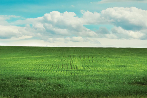 Signs of Life Poster Print by Annie Bailey Art Annie Bailey Art - Item # VARPDXA606D