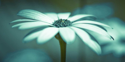 Daisy Flower Poster Print by Assaf Frank - Item # VARPDXAF20110601089C02