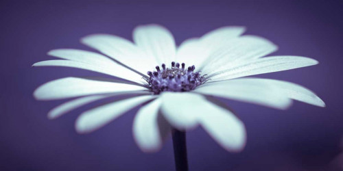 Daisy Flower Poster Print by Assaf Frank - Item # VARPDXAF20110601094C02