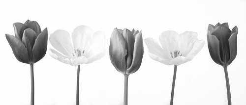 Five tulips in a row, FTBR-1820 Poster Print by Assaf Frank - Item # VARPDXAF20120424355C02