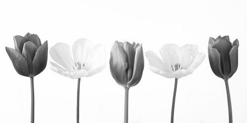Five tulips in a row, FTBR-1842 Poster Print by Assaf Frank - Item # VARPDXAF20120424355C03