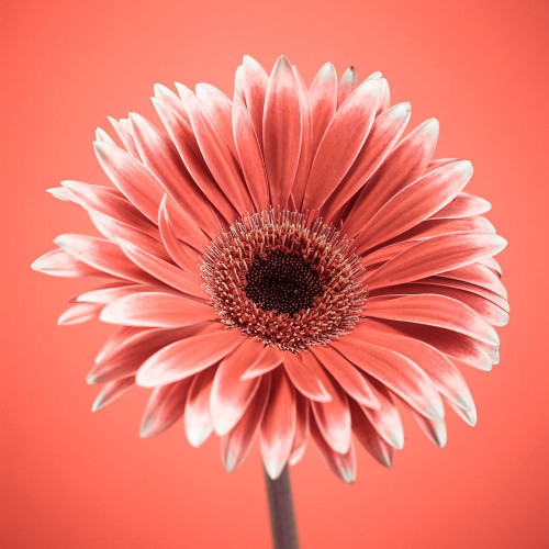 Gerbera Flower - FTBR-1930 Poster Print by Assaf Frank - Item # VARPDXAF20120911021C02