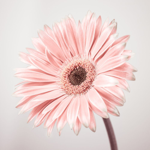 Gerbera Flower - FTBR-1927 Poster Print by Assaf Frank