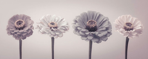Four Zinnias in a row Poster Print by Assaf Frank - Item # VARPDXAF20140804257C01