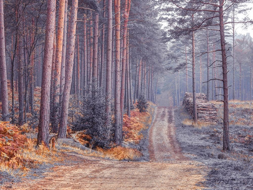 Road through Autumn forest Poster Print by Assaf Frank