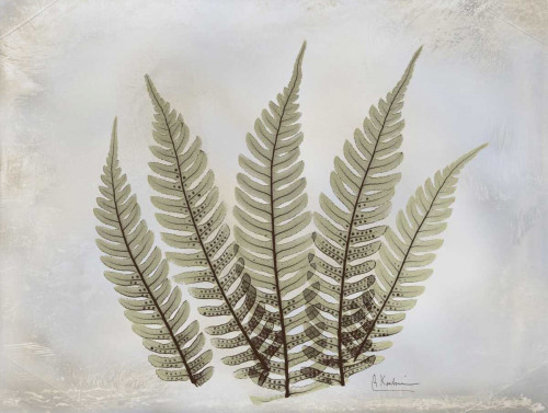 Fern Poster Print by Albert Koetsier - Item # VARPDXAK5RC003H