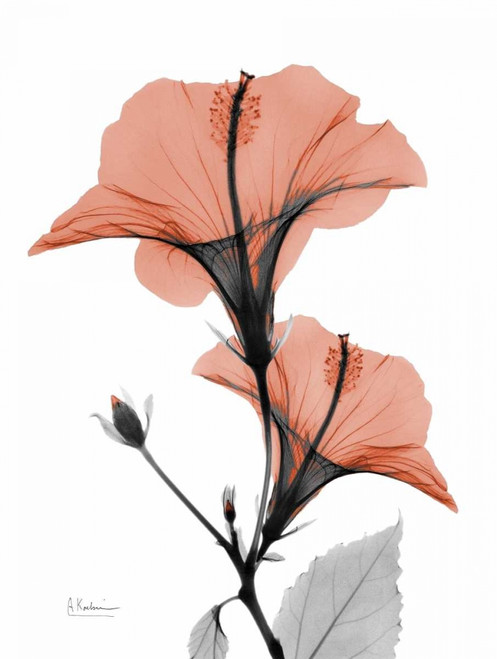 Soft Hibiscus Poster Print by Albert Koetsier - Item # VARPDXAK5RC004A3
