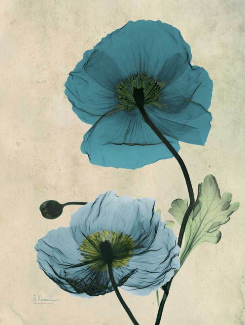 Iceland Poppy Poster Print by Albert Koetsier