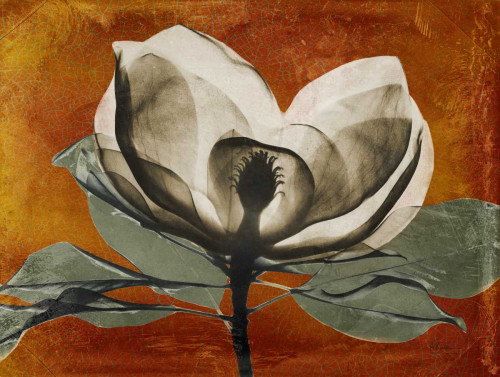Magnolia Rust 1 Poster Print by Albert Koetsier - Item # VARPDXAK5RC006C
