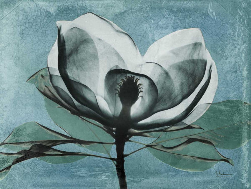 Magnolia Blues 1 Poster Print by Albert Koetsier