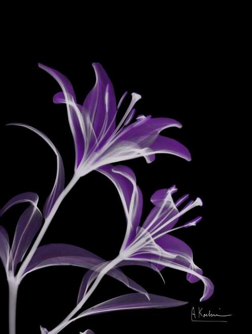Purple Lily Poster Print by Albert Koetsier - Item # VARPDXAK5RC037A