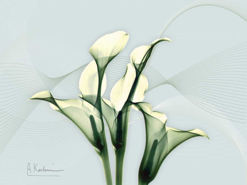 Calla Lily L275 Poster Print by Albert Koetsier - Item # VARPDXAK5RC038A