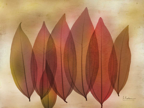 Harvest Light 1 Poster Print by Albert Koetsier - Item # VARPDXAK5RC105A2