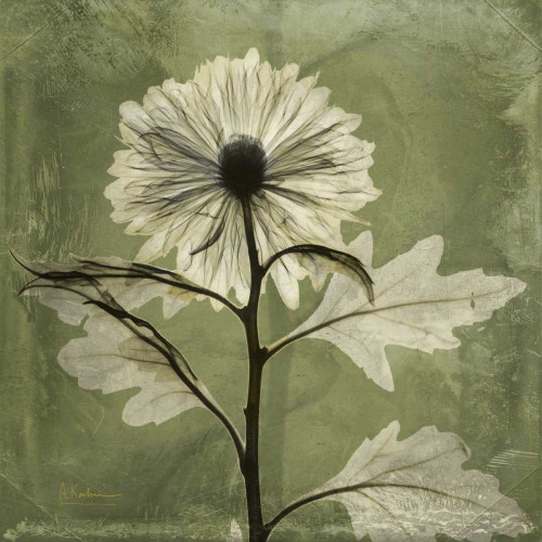 Chrysanthemum Poster Print by Albert Koetsier