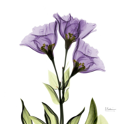 Gentian Purple L301 Poster Print by Albert Koetsier - Item # VARPDXAK5SQ013B4