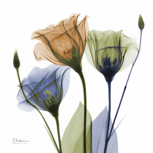 Gentian Buddies Poster Print by Albert Koetsier - Item # VARPDXAK5SQ045B2