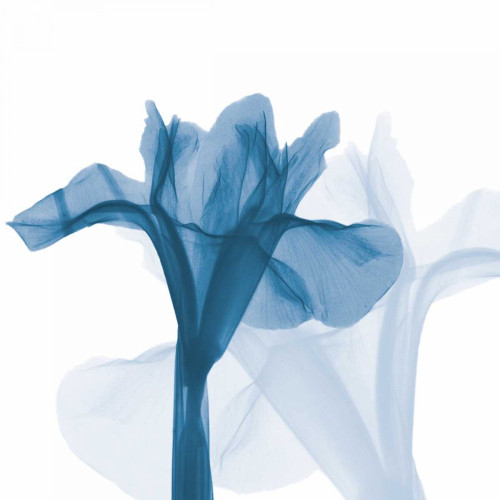 Iris Blues B51 Poster Print by Albert Koetsier - Item # VARPDXAK5SQ107A