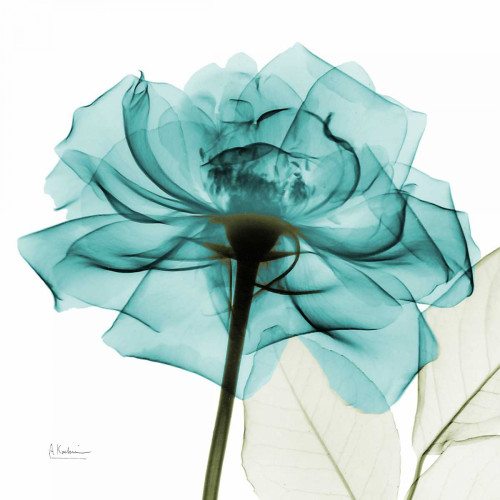 Teal Rose Poster Print by Albert Koetsier - Item # VARPDXAK5SQ359A3