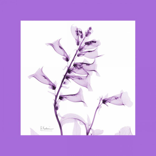 Foxglove  Bordered Poster Print by Albert Koetsier - Item # VARPDXAK7SQ010A2