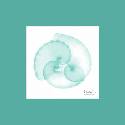 Argonaut Seafoam Matte Poster Print by Albert Koetsier - Item # VARPDXAK7SQ014D2