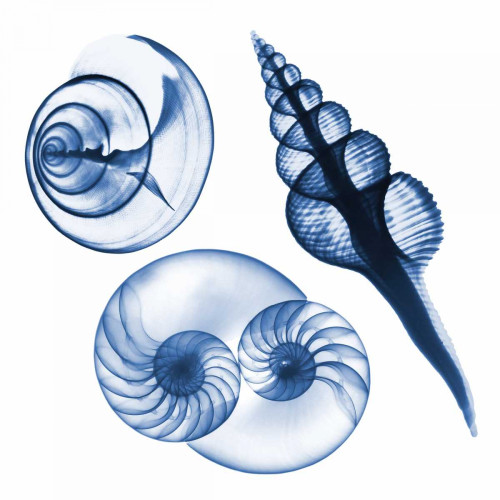 Blue Assortment Two Poster Print by Albert Koetsier - Item # VARPDXAK7SQ022B