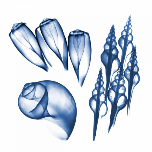 Blue Assortment Five Poster Print by Albert Koetsier - Item # VARPDXAK7SQ022E