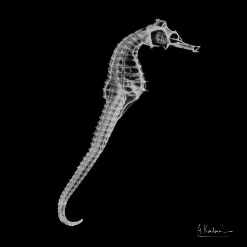 Seahorse In The Black Poster Print by Albert Koetsier - Item # VARPDXAK7SQ024B