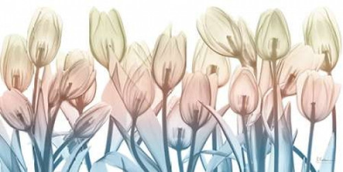 Spring Blooms Poster Print by Albert Koetsier