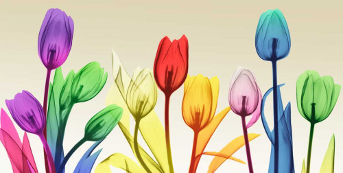 Floral Rainbow Splurge Poster Print by Albert Koetsier - Item # VARPDXAK8PL011A
