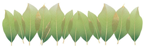 Single Filed Nature Poster Print by Albert Koetsier - Item # VARPDXAK8PL023A