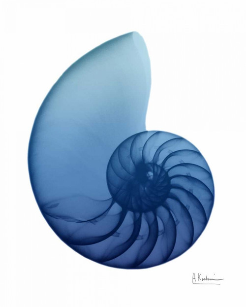 Scenic Water Snail 2 Poster Print by Albert Koetsier - Item # VARPDXAK8RC005D1
