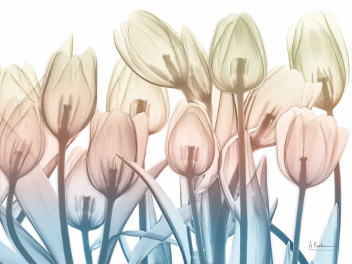 Magical Garden 2 Poster Print by Albert Koetsier - Item # VARPDXAK8RC010B