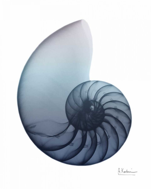 Lavender Snail 4 Poster Print by Albert Koetsier - Item # VARPDXAK8RC016D3