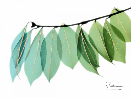Golden Camelia Leaf Poster Print by Albert Koetsier - Item # VARPDXAK8RC017B