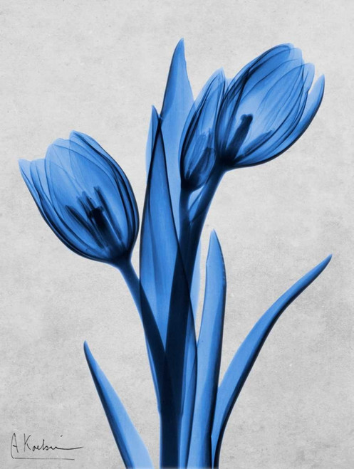 Midnight Tulips Poster Print by Albert Koetsier - Item # VARPDXAK8RC019A