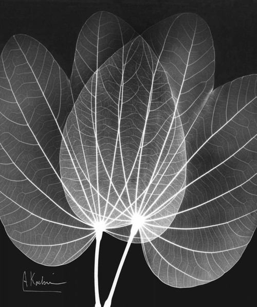 Extravagant Orchid Tree Poster Print by Albert Koetsier