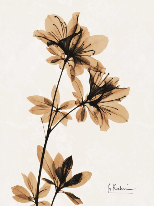 Aged Azalea Poster Print by Albert Koetsier - Item # VARPDXAK8RC027A