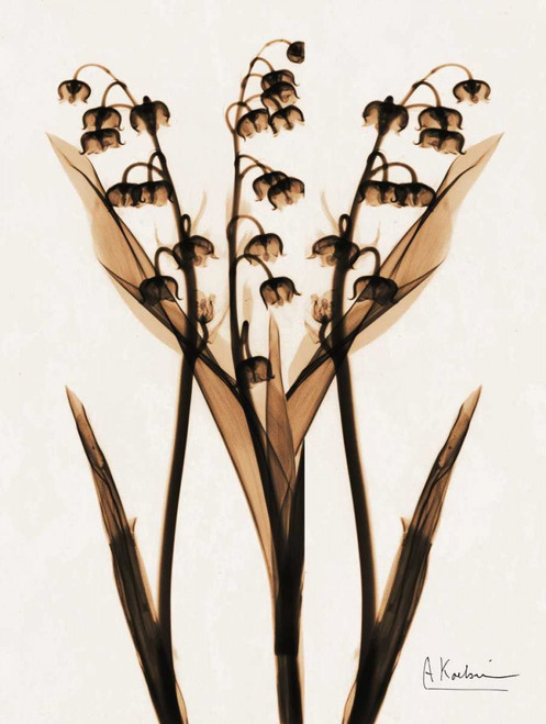 ged Lily Of The Valley Poster Print by Albert Koetsier - Item # VARPDXAK8RC027F