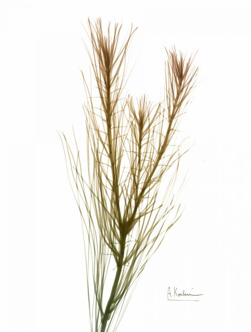 Autumn Botanical Poster Print by Albert Koetsier - Item # VARPDXAK8RC041B