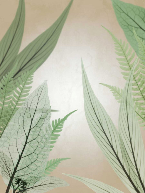 Jungle Cruise Poster Print by Albert Koetsier - Item # VARPDXAK8RC056A