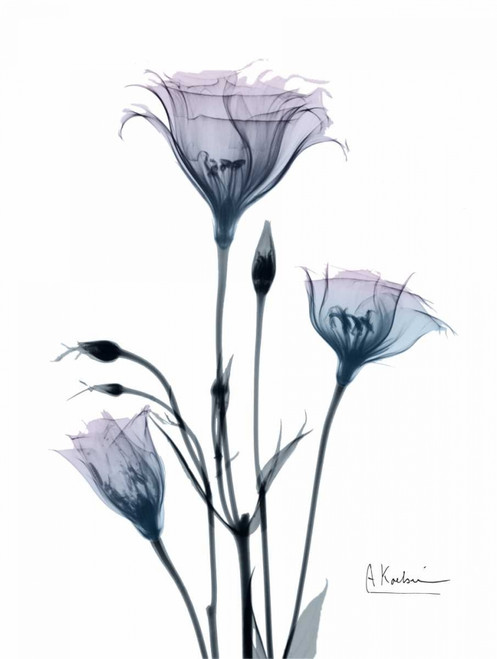 Midnight Gentian 2 Poster Print by Albert Koetsier