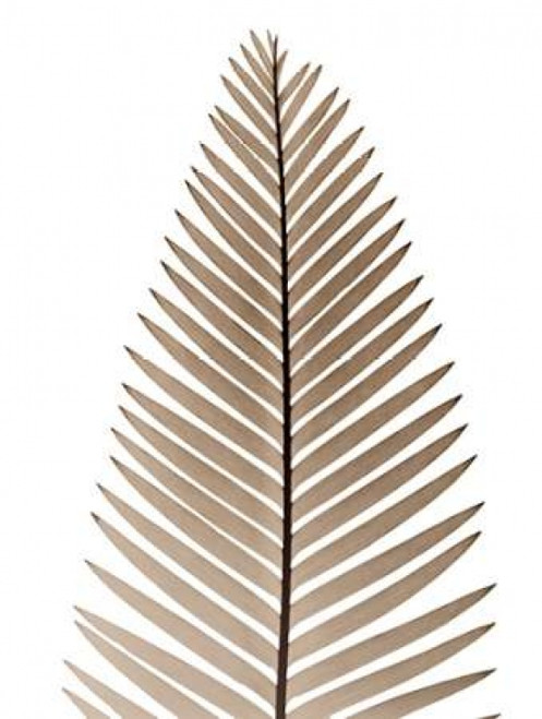 Earthly Fern 2 Poster Print by Albert Koetsier - Item # VARPDXAK8RC066B