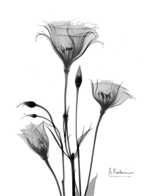 Night Gentian 2 Poster Print by Albert Koetsier - Item # VARPDXAK8RC072B
