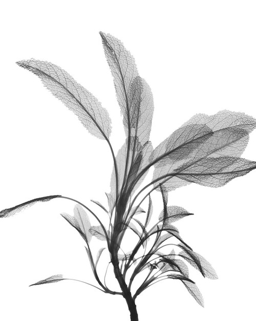 Nightly Sage Poster Print by Albert Koetsier - Item # VARPDXAK8RC073B Nightly Sage Poster Print by Albert Koetsier - Item # VARPDXAK8RC073B