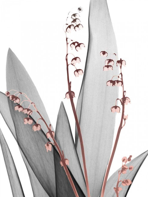 Lily of the Blush 1 Poster Print by Albert Koetsier - Item # VARPDXAK8RC189A