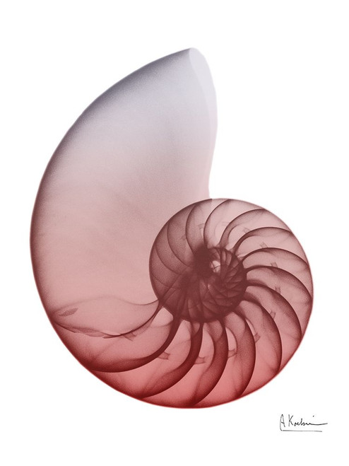 Coral Snail 4 Poster Print by Albert Koetsier - Item # VARPDXAK8RC318D