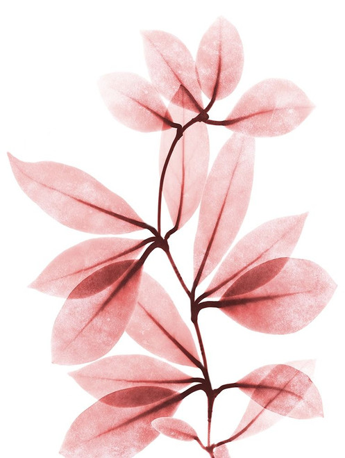 Coral Wonder 2 Poster Print by Albert Koetsier